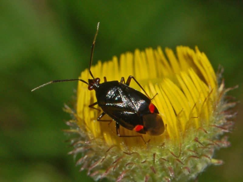 Miridae: Deraeocoris ruber f. segusinus